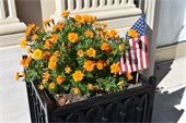 Fall Marigolds at Bank Building