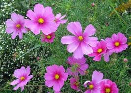 Pink Flowers