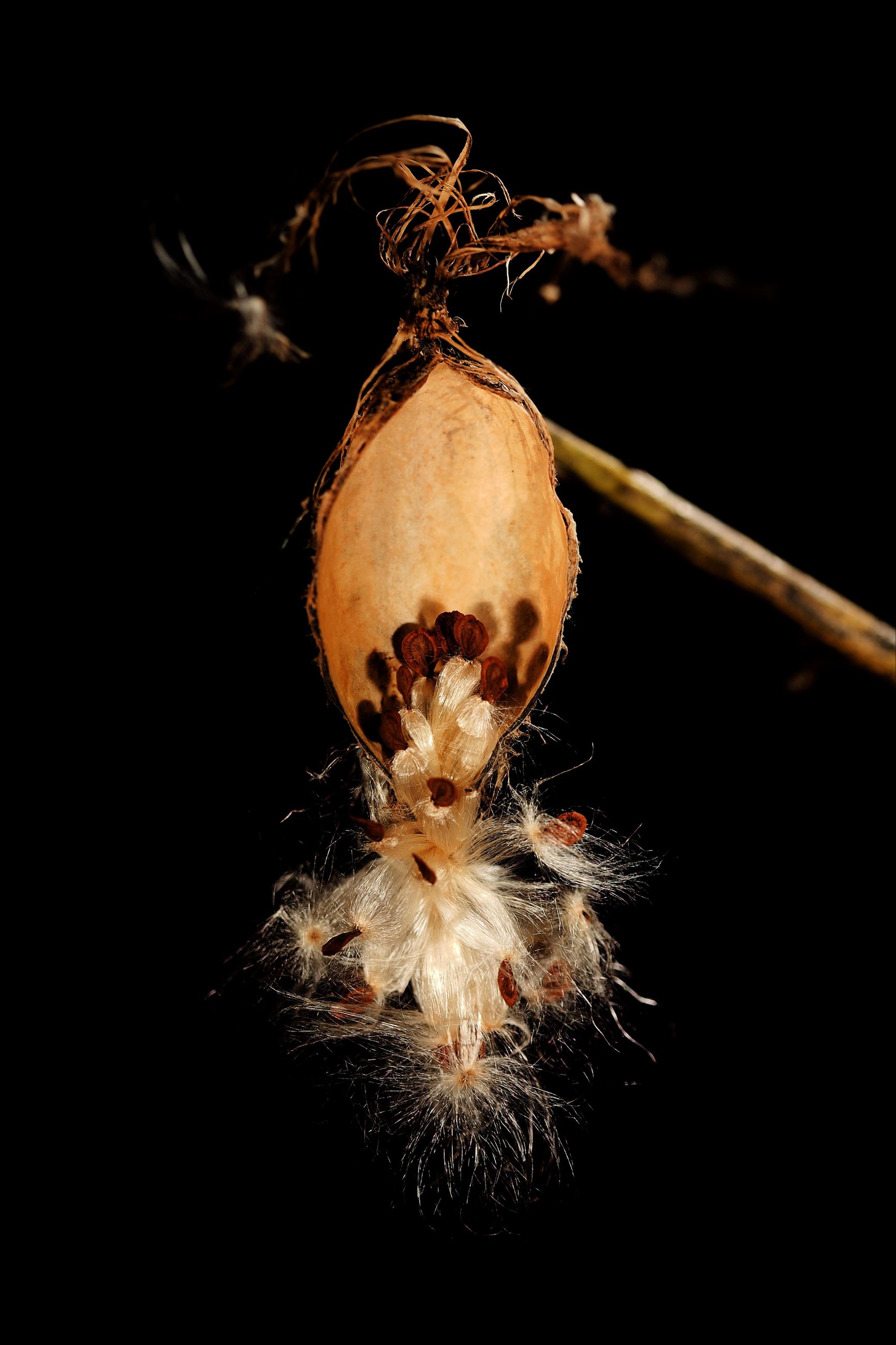 181020-5d1-milkweed-1567