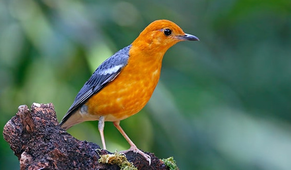 Burung Anis Merah Gacor Dan Potensi Pasarnya Di Indonesia