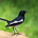 Rahasia Sukses Jual Beli Burung Kacer Gacor