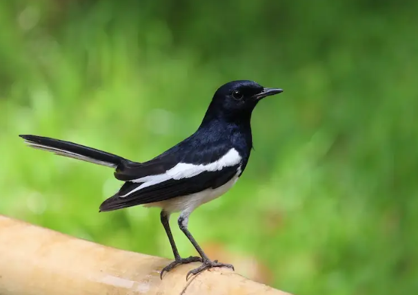 Rahasia Sukses Jual Beli Burung Kacer Gacor