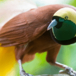 Nilai Jual Burung Cendrawasih Merah Gacor Yang Menawan Nilai Jual Burung Cendrawasih Merah Gacor Yang Menawan