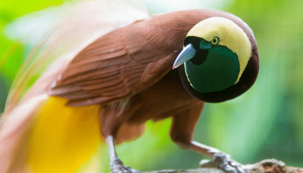 Nilai Jual Burung Cendrawasih Merah Gacor Yang Menawan