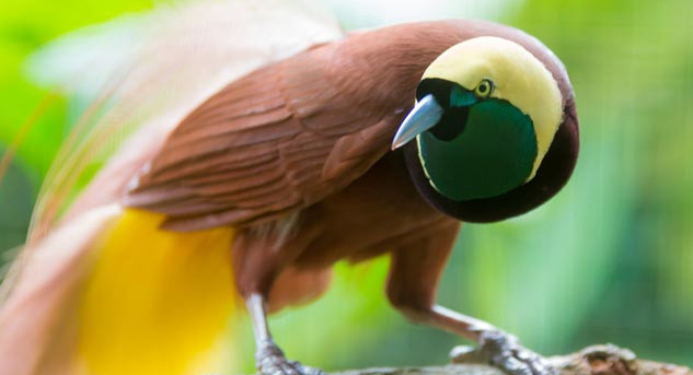 Nilai Jual Burung Cendrawasih Merah Gacor Yang Menawan