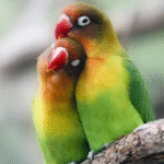 Merawat Burung Love Bird Agar Gacor Dan Sehat Setiap Hari