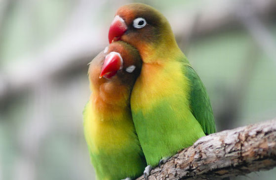 Merawat Burung Love Bird Agar Gacor Dan Sehat Setiap Hari