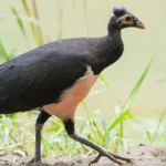 Keunikan Dan Nilai Tinggi Burung Maleo Senkawor Gacor Keunikan Dan Nilai Tinggi Burung Maleo Senkawor Gacor