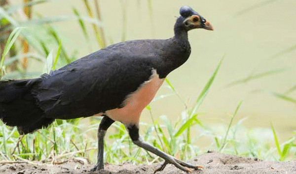 Keunikan Dan Nilai Tinggi Burung Maleo Senkawor Gacor