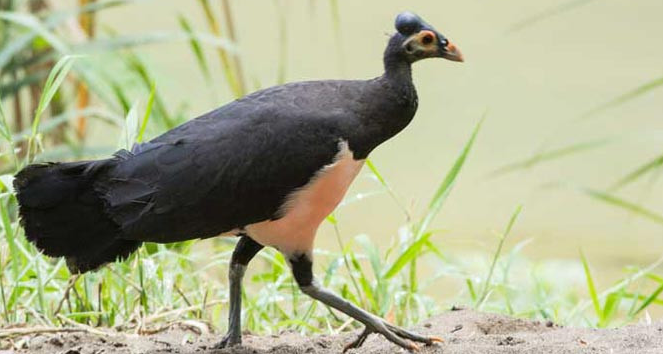 Keunikan Dan Nilai Tinggi Burung Maleo Senkawor Gacor