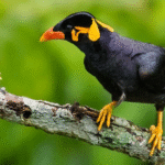 Rahasia Sukses Jual Beli Burung Beo Jawa Gacor Yang Bernilai Tinggi Rahasia Sukses Jual Beli Burung Beo Jawa Gacor Yang Bernilai Tinggi