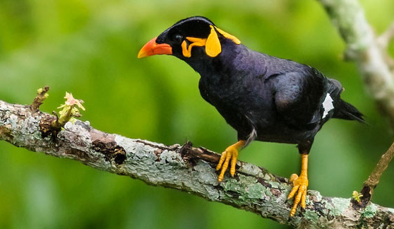 Rahasia Sukses Jual Beli Burung Beo Jawa Gacor Yang Bernilai Tinggi