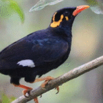 Menelusuri Potensi Jual Beli Burung Beo Sri Langka Gacor Menelusuri Potensi Jual Beli Burung Beo Sri Langka Gacor