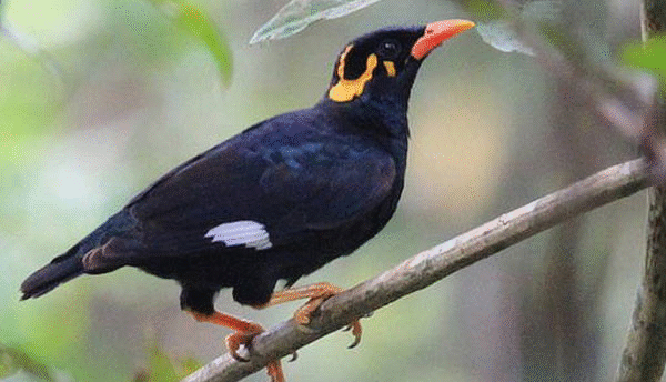 Menelusuri Potensi Jual Beli Burung Beo Sri Langka Gacor