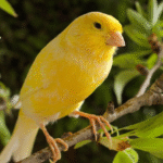 Rahasia Merawat Burung Kenari Agar Gacor Sepanjang Hari