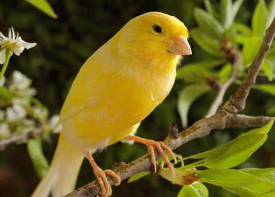 Rahasia Merawat Burung Kenari Agar Gacor Sepanjang Hari Rahasia Merawat Burung Kenari Agar Gacor Sepanjang Hari