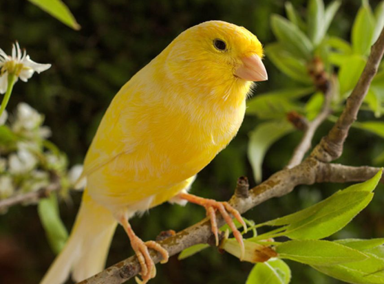Rahasia Merawat Burung Kenari Agar Gacor Sepanjang Hari