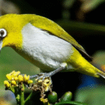 Rahasia Sukses Jual Beli Burung Pleci Gacor Sumber Penghasilan Rahasia Sukses Jual Beli Burung Pleci Gacor Sumber Penghasilan