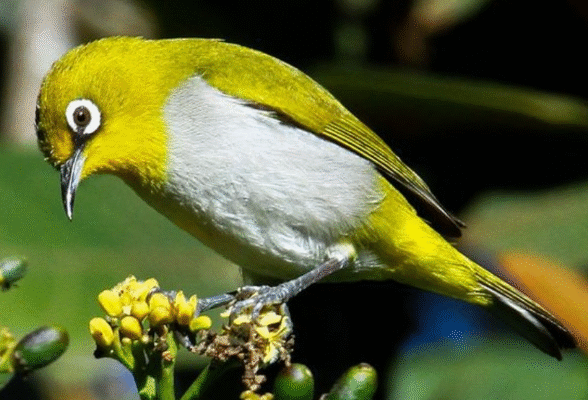 Rahasia Sukses Jual Beli Burung Pleci Gacor Sumber Penghasilan