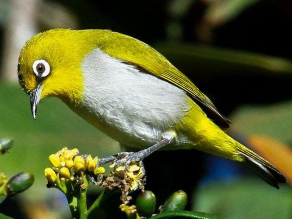 Rahasia Sukses Jual Beli Burung Pleci Gacor Sumber Penghasilan