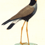 Trulek Jawa Burung Gacor Endemik Yang Perlu Dilestarikan Trulek Jawa Burung Gacor Endemik Yang Perlu Dilestarikan