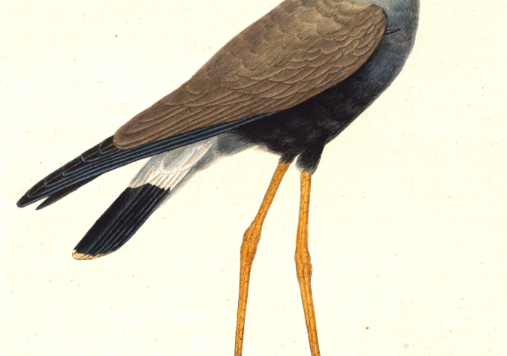 Trulek Jawa Burung Gacor Endemik Yang Perlu Dilestarikan