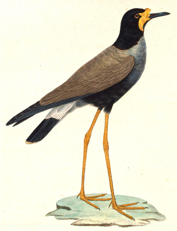 Trulek Jawa Burung Gacor Endemik Yang Perlu Dilestarikan