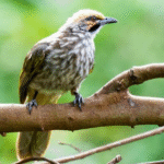 Jual Beli Burung Gacor Cucak Rowo Berkualitas Tinggi Dan Terpercaya