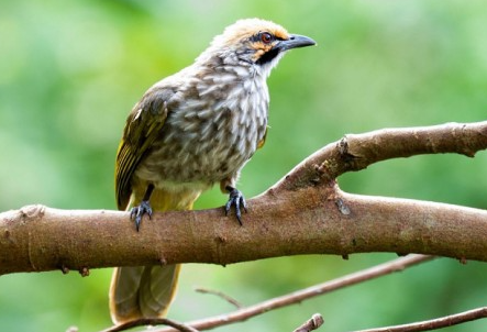Jual Beli Burung Gacor Cucak Rowo Berkualitas Tinggi Dan Terpercaya