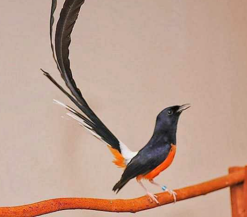 Rahasia Sukses Jual Burung Gacor Murai Batu Berkualitas Tinggi