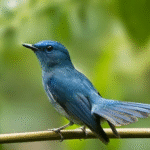 Burung Gacor Sikatan Aceh Cara Merawat Dan Menjaga Kualitas Suara Burung Gacor Sikatan Aceh Cara Merawat Dan Menjaga Kualitas Suara