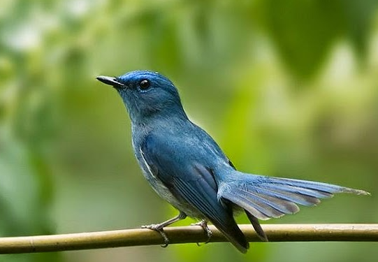 Burung Gacor Sikatan Aceh Cara Merawat Dan Menjaga Kualitas Suara