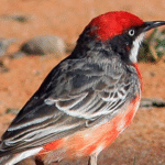Burung Crimson Chat Gacor Dari Pengamatan Langsung Di Lapangan
