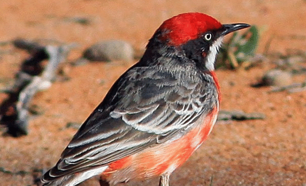 Burung Crimson Chat Gacor Dari Pengamatan Langsung Di Lapangan