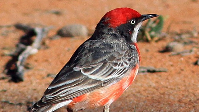 Burung Crimson Chat Gacor Dari Pengamatan Langsung Di Lapangan
