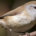 Burung Gacor Gerygone Cokelat Yang Menarik Perhatian Pengamat Alam