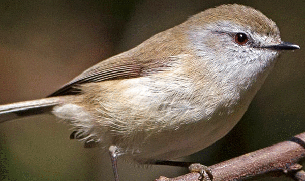 Burung Gacor Gerygone Cokelat Yang Menarik Perhatian Pengamat Alam