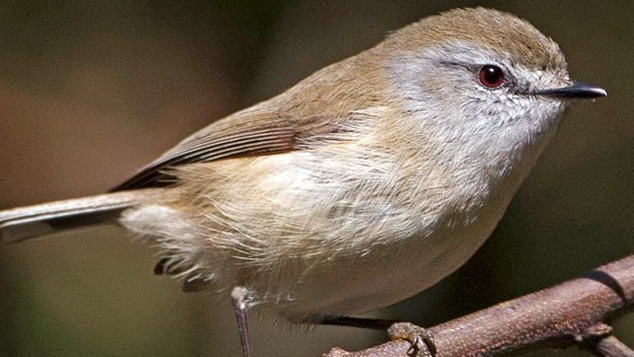 Burung Gacor Gerygone Cokelat Yang Menarik Perhatian Pengamat Alam