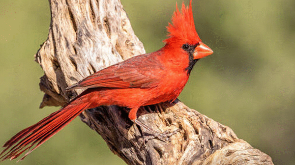 Burung Kardinal Merah Dan Rahasia Kualitas Terbaik