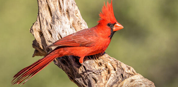 Burung Kardinal Merah Dan Rahasia Kualitas Terbaik