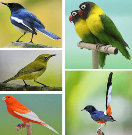 Panduan Lengkap Jenis Burung Kicau Gacor Terpopuler