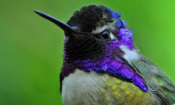 Keunikan Burung Kolibri Costa Yang Memikat