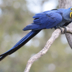 Mengenal Dunia Jual Beli Burung Makaw Hyacinth Yang Langka