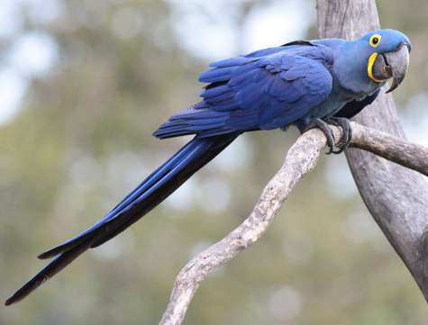 Mengenal Dunia Jual Beli Burung Makaw Hyacinth Yang Langka