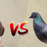 Rahasia Sukses Jual Beli Burung Merpati Balap Gacor Berkualitas