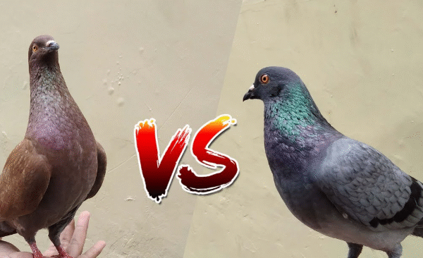 Rahasia Sukses Jual Beli Burung Merpati Balap Gacor Berkualitas