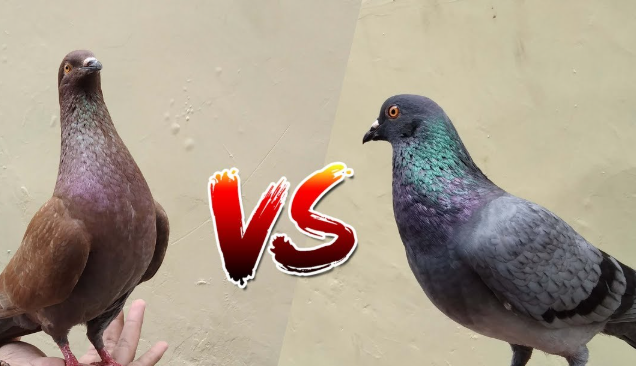 Rahasia Sukses Jual Beli Burung Merpati Balap Gacor Berkualitas