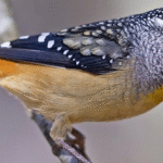 Rahasia Gaya Hidup Burung Gacor Spotted Pardalote