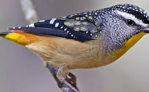 Rahasia Gaya Hidup Burung Gacor Spotted Pardalote