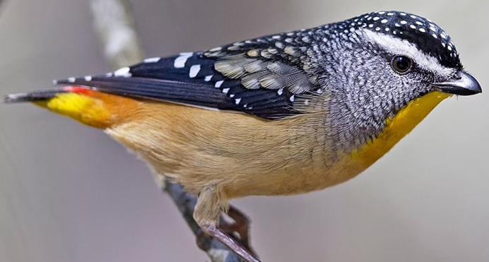 Rahasia Gaya Hidup Burung Gacor Spotted Pardalote